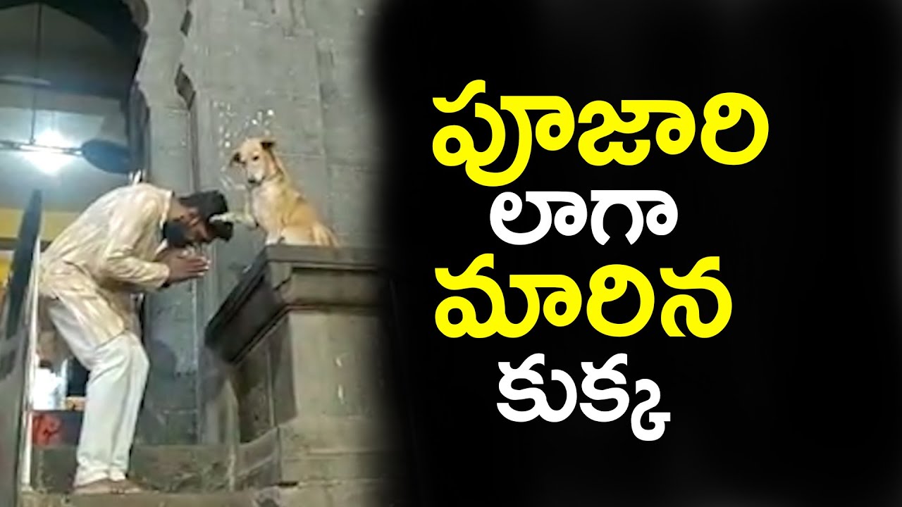 Dog Blessing A Devotees In Temple Outside || Chain News