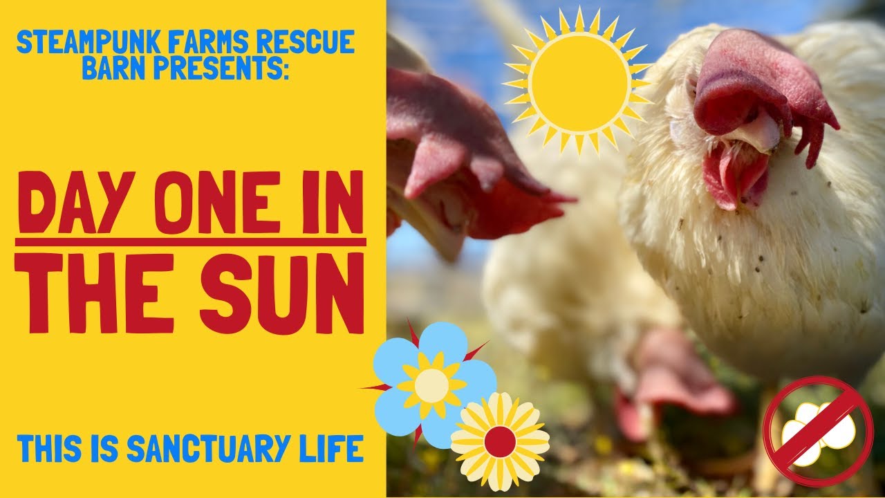 Ex-Battery Hens Feel The Sun For The First Times In Their Lives