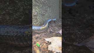 বাংলাদেশের মাটির নিচের লাজুক সাপ | Schmidt’s Reed Snake (Calamaria schmidti) Mystery!