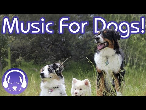 Alagang Hayop Therapy: Musika para sa Stressed, Nababalisa o Hyperactive Dogs!