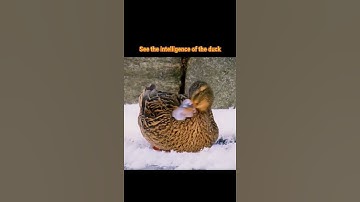 See the intelligence of the duck😱 🦆