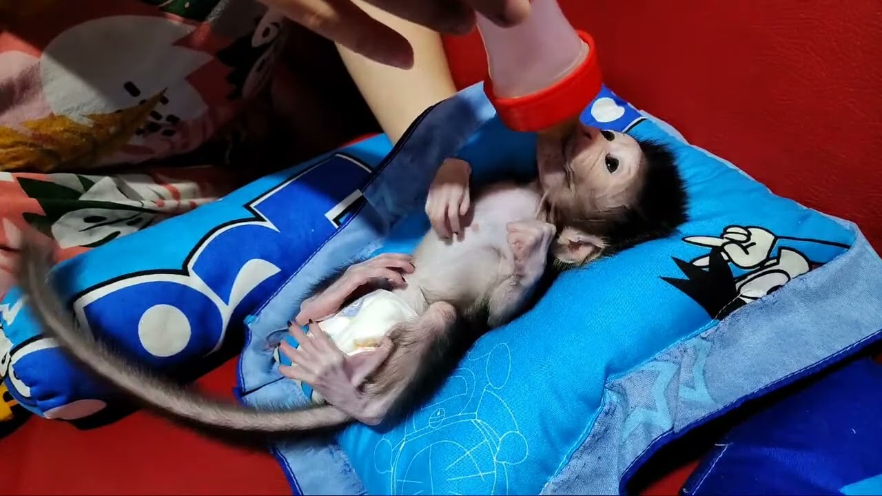 Пятый день, утро, новоприбывший, новорожденный детеныш обезьяны, без имени.