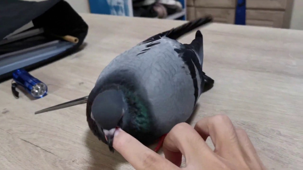 How To Pet Your Pigeon YouTube