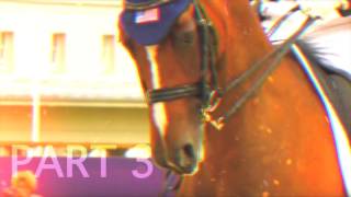 Magnets - equestrian MEP (CLOSED)