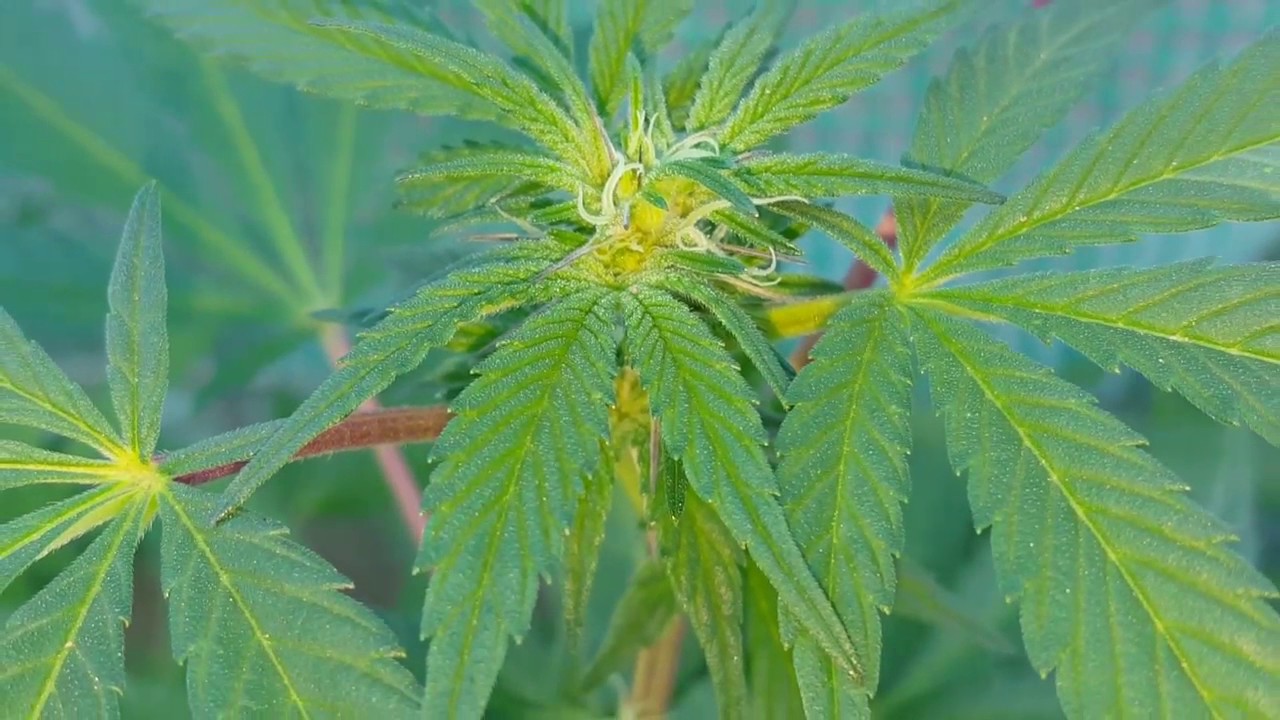 February 23, 2017 Outdoor Grow Winter 2016 Spring 2017 legal medical cannabis grow