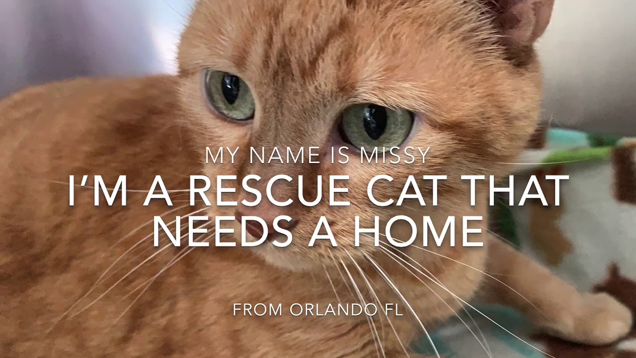 Rescue Cat Needs Your Help 