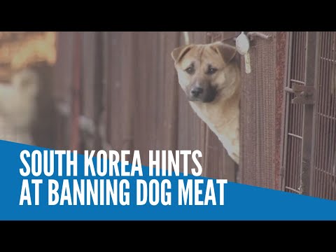 South Korea hints at banning dog meat