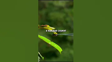 🕸 Откуда у пауков паутина?