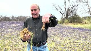 Grape Hyacinths are INVASIVE, muscari flowers in the spring and grows like a weed