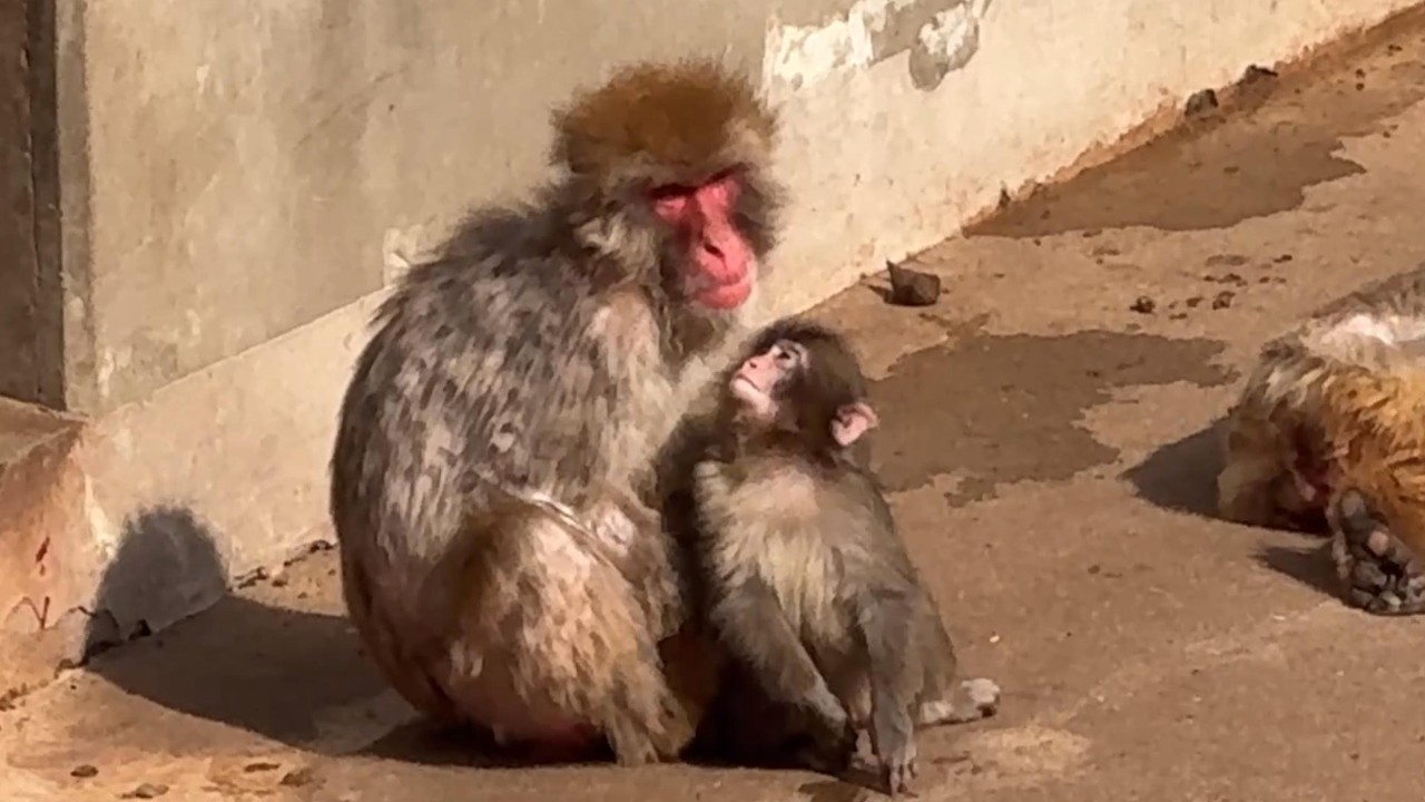 番外編 見つめるパンチくん【番外編】【市川市動植物園】ニホンザル