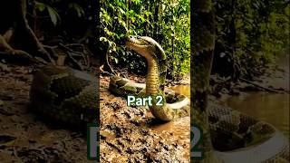 Giant Snake Found in the Amazon Jungle 😱 | Part 2#amazon #giantsnake #adventure #exploration #shorts