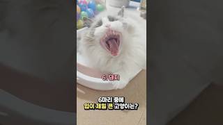 여섯 고양이 하품 릴레이 스타트!🥱