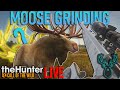 🔴 Grinding Moose Until I Get A Great One | 900 Kills In! | theHunter Call of the wild | LIVE 🔴
