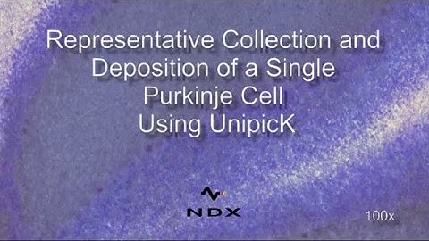 Representative Collection and Deposition of a Single Purkinje Cell Using UnipicKTM