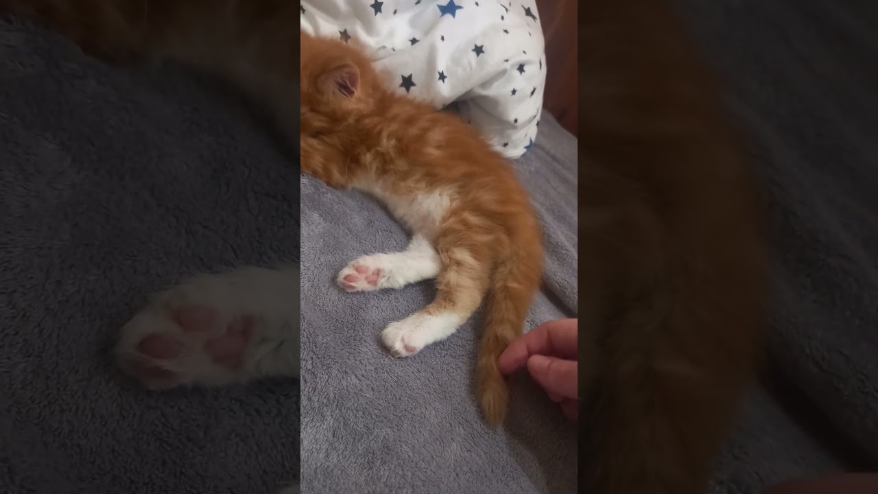 #новыйгод #cat #котофейка #котики #видосыоткота #веселыекоты #котик #прикольныекоты #кошка