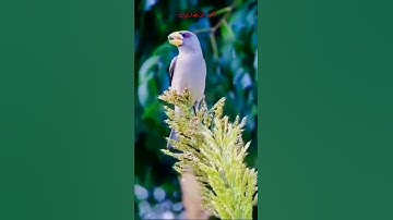 تلاوة مباركة من سورة ألحج. ألشيخ رعد محمد ألكردي