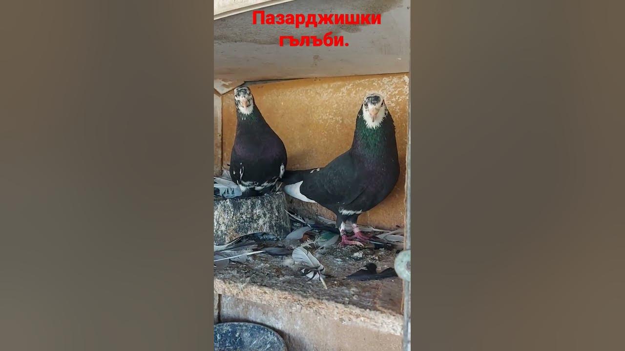 Пазарджишки гълъби. - YouTube