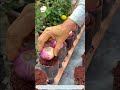 Recycling Tip: Build a Simple Mini Onion Garden at Home