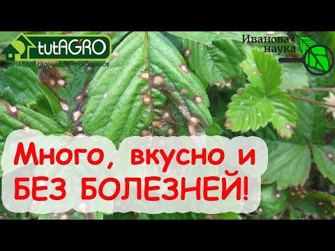 Земляника и клубника без болезней! Что надо сделать сейчас, чтобы есть вкусную и полезную ягоду?