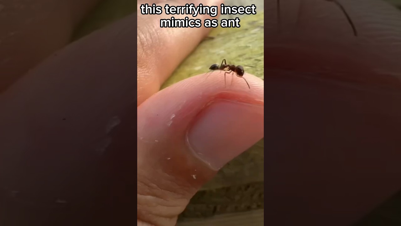 This Terrifying Insect Mimics As Ant 