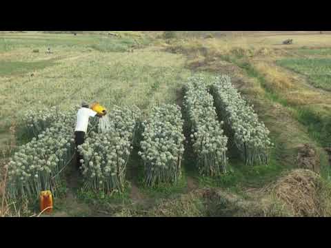 Video: Utayari Wa Vitunguu Kwa Kuhifadhi