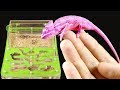 WHAT IF HUGE CHAMELEON TO LOWER IN THE ANT FARM?! CRUEL FIGHT - ATTACK OF THE CHAMELEON!