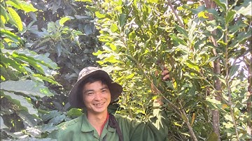 Cắt Tỉa Cây Macca Siêu Chuẩn @thangnongdan6346