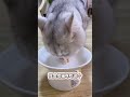 猫咪经常张开嘴巴喘气 可千万要小心了 萌宠好物 新手养猫 辅酶q10 萌宠出道计划 喵哥是萌新 猫咪 猫咪经常张开嘴巴喘气 可千万要小心了 萌宠好物 新手养猫 辅酶q10 萌宠出道计划 喵哥是萌新 猫咪