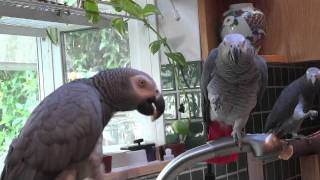 In the kitchen with 3 African Greys