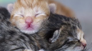 Born 3/28 Watch these 7 newborn kittens journey! by Just a Foster Cat Mom 43 views 1 month ago 9 hours, 30 minutes