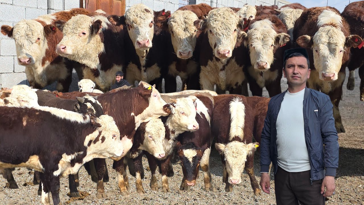 Shahrixonlik Arzonchidan Tozza Qonli Nasildor Rossiya Buqalari 1-mart, 2026