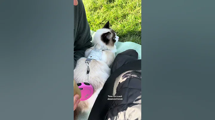 Video 8477361: furry feline, adorable cats