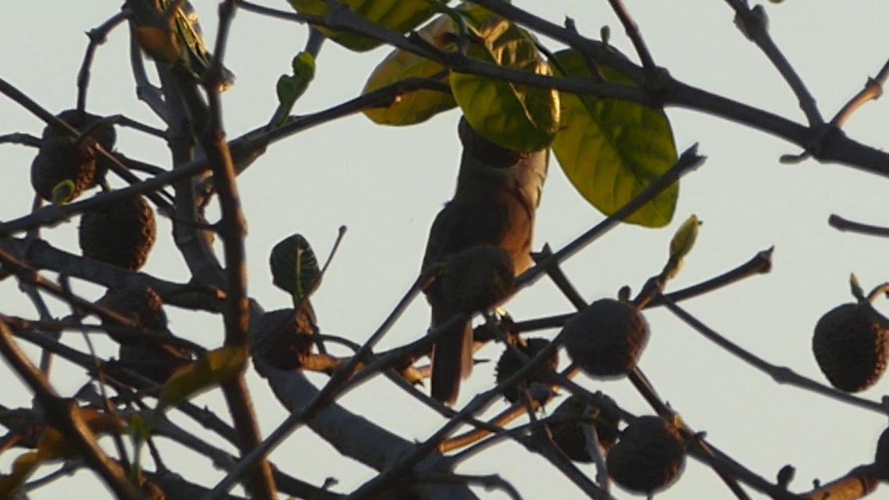 Clamorous Reed Warbler 