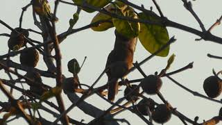 Clamorous Reed Warbler