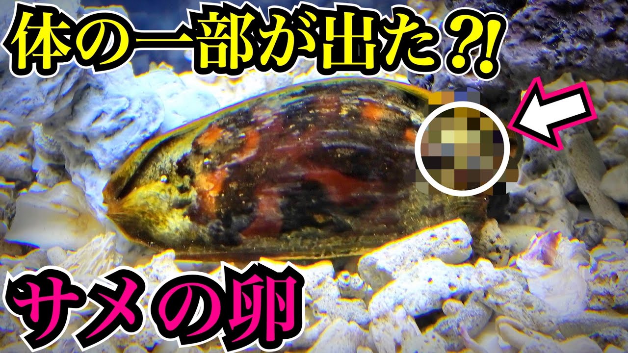 彼らは、卵の中に保存されていた恐竜の胎児の化石を発見しました！