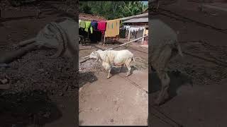 Domba Kuring Di angon Ku kuring
