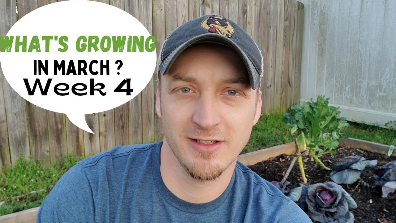 What's Growing in March? Week 4Tomatoes, Peppers, Radishes, Carrots