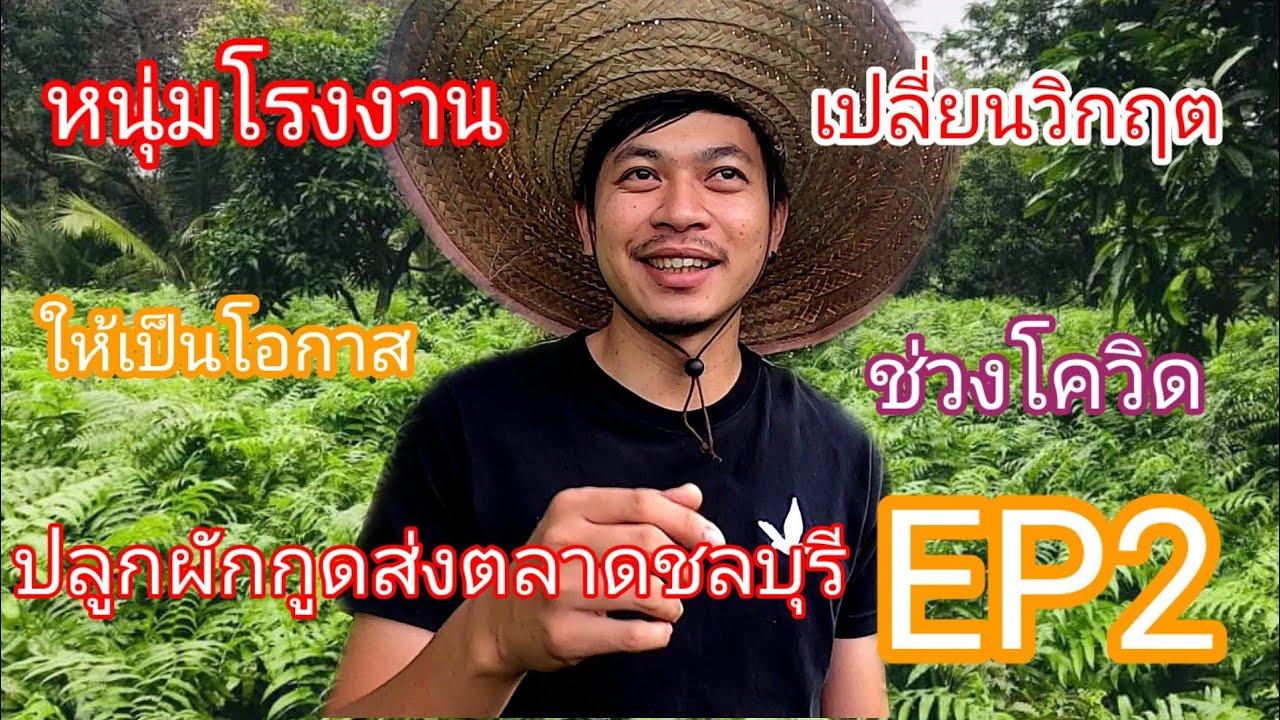 วัยรุ่นสร้างตังค์ /การเลือกต้นพันธุ์ผักกูด /โรคใบหงิก ใบหย๋องแก้ยังไง/การดูแลรดน้ำใส่ปุ๋ย ผักกูด