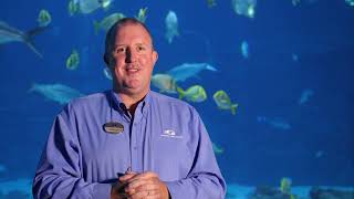 International Whale Shark Day