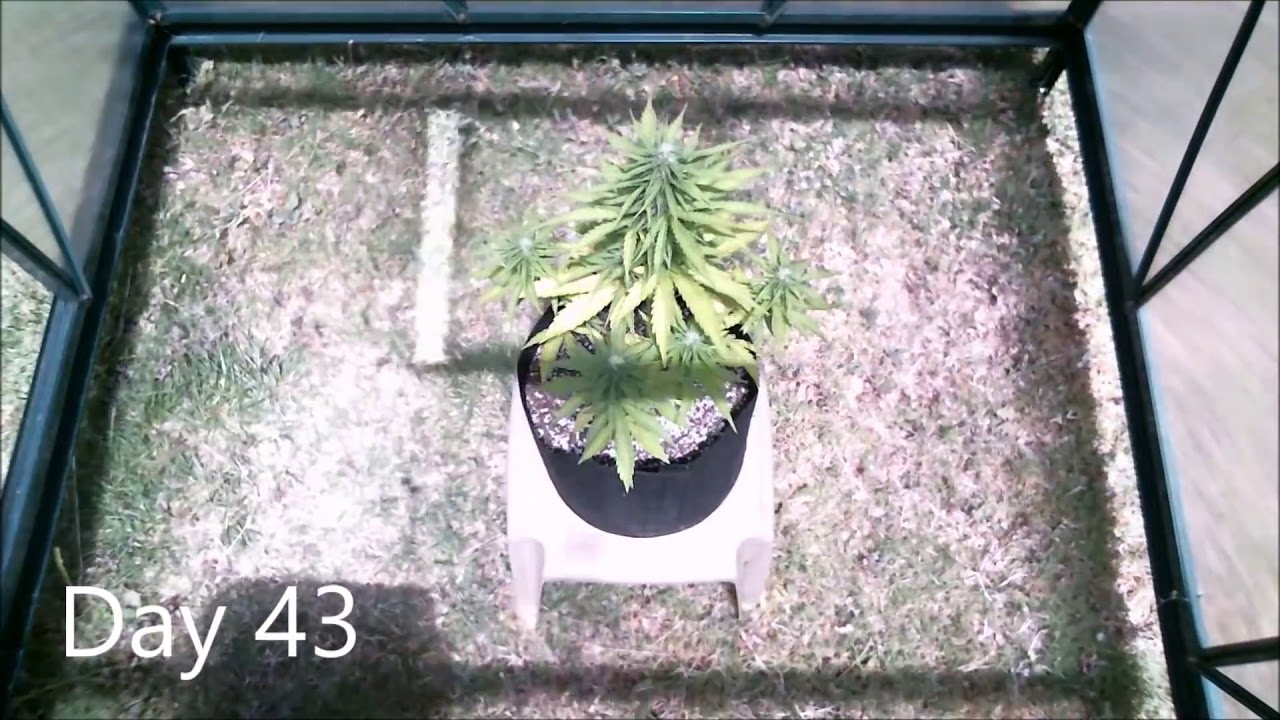 Time Lapse Outdoor Northern Lights Cannabis Plant From Seed to Harvest i j2oOPQZf4 1500cut