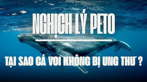 Tại sao cá voi không bị ung thư - Nghịch lý Peto | GÓC KHÁM PHÁ Channel