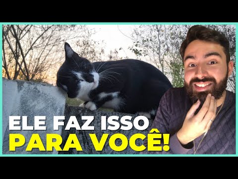 Vídeo: 12 saudável Dog Food Brands seu cão vai adorar