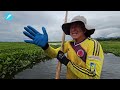 Pescadores de la laguna de Sonso preocupados por mortandad de peces | El País Cali