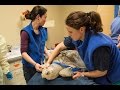Turtle Receives Hyperbaric Therapy at Virginia Mason