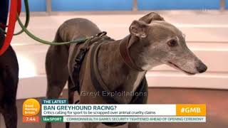 Good Morning Britain - should greyhound racing be banned?