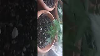 shout out growing with James check it