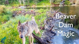 Beaver dam magic: the amazing happening at a remote beaver dam