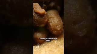 These Dampwood Termites Are Turning Your House Into Theirs | #DeepLook #Shorts