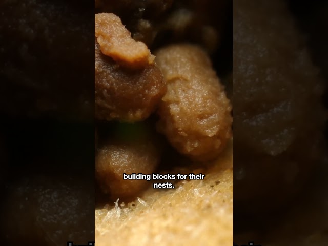 These Dampwood Termites Are Turning Your House Into Theirs | #DeepLook #Shorts