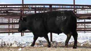 Lot 86 tattoo 2559